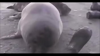 Видео для верификации