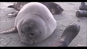 Видео для верификации