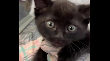 I love cats what's your favorite thing about cats #catlover #felinefriends #inkedandcuddly #tattoogirl #psyland