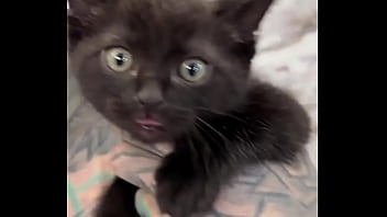 I love cats what's your favorite thing about cats #catlover #felinefriends #inkedandcuddly #tattoogirl #psyland