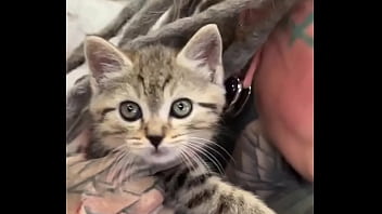 I love cats what's your favorite thing about cats #catlover #felinefriends #inkedandcuddly #tattoogirl #psyland