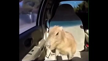 Video capybara