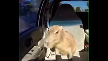 Video capybara