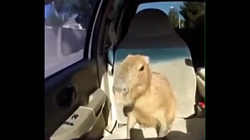 Video capybara