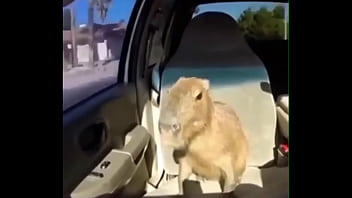Video capybara