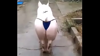 Het grappenparadijs has 39790 members grappige fotosafbeeldingenclipjes