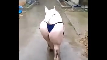 Het grappenparadijs has 39790 members grappige fotosafbeeldingenclipjes