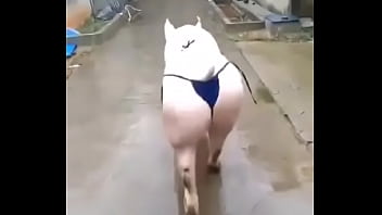 Het grappenparadijs has 39790 members grappige fotosafbeeldingenclipjes