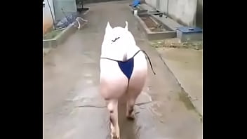 Het grappenparadijs has 39790 members grappige fotosafbeeldingenclipjes