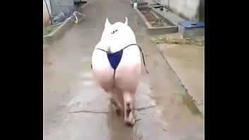 Het grappenparadijs has 39790 members grappige fotosafbeeldingenclipjes