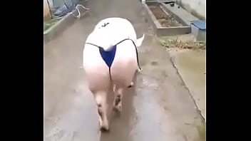 Het grappenparadijs has 39790 members grappige fotosafbeeldingenclipjes