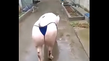 Het grappenparadijs has 39790 members grappige fotosafbeeldingenclipjes