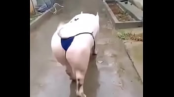 Het grappenparadijs has 39790 members grappige fotosafbeeldingenclipjes