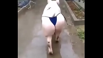 Het grappenparadijs has 39790 members grappige fotosafbeeldingenclipjes