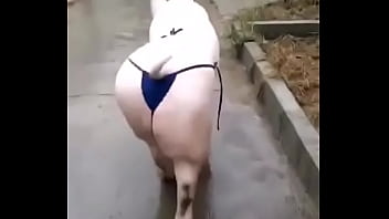 Het grappenparadijs has 39790 members grappige fotosafbeeldingenclipjes