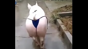 Het grappenparadijs has 39790 members grappige fotosafbeeldingenclipjes