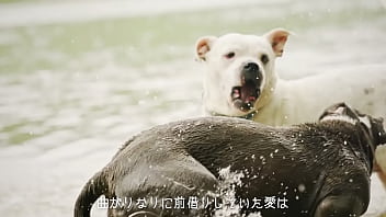 犬、ファンタジー／重音テトsv