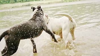 犬、ファンタジー／重音テトsv