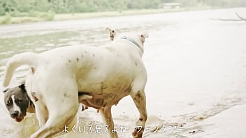 犬、ファンタジー／重音テトsv