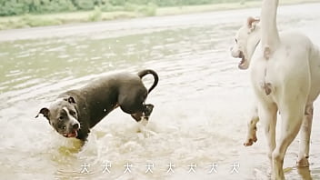 犬、ファンタジー／重音テトsv