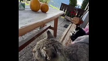 Running With Lily Lu Filmz And The Cat Makes Break Time So Sweet ️who’s Your Favorite Running Companion #runn thumbnail