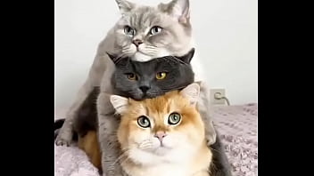 Hentai cats