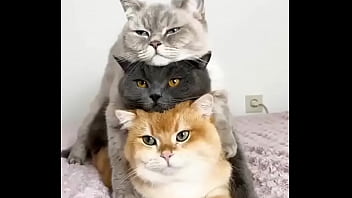 Hentai Cats thumbnail