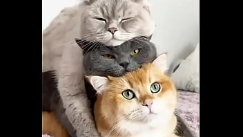 Hentai Cats thumbnail