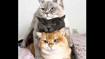 Hentai Cats thumbnail