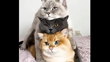 Hentai cats