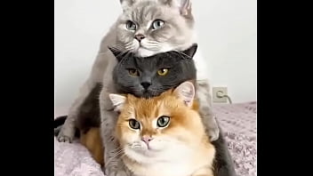 Hentai Cats thumbnail