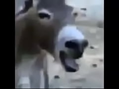 Play MP4 - el burro MRR