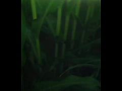 Play MP4 - Through the Field only with G-String