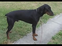 Play MP4 - Proper examination of her sweet youthful bawdy cleft goes well