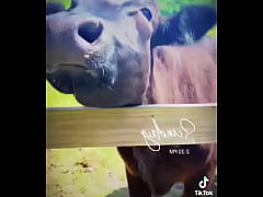 Play MP4 - Starting to do more updates on my life through TikTok again&period; Go follow My birthday volunteering I did for these resc &period;&period;&period;