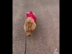 Play MP4 - Early morning road walk with mah baby dogie