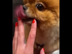 Play MP4 - Happy dog️ - Update &num;190 &lpar;2024-12-11T18&colon;43&colon;12&period;000Z&rpar;