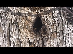 Play MP4 - &period;Random video of me finding a beehive and not getting bit