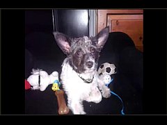 Play MP4 - Skip Dog Tribute