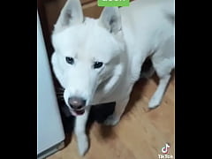 Play MP4 - Made a lil video with the "microwave" bit&comma; turn your sound on&excl;&quest;More doggo shenanigans on my TikTok&excl;