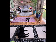 Play MP4 - Happy international cat day from my cats to yours