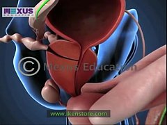 Play MP4 - Learn About the Male and female Reproductive Systems - Men for Women  Women for Men