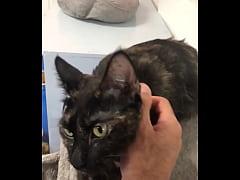 Play MP4 - MAXXX LOADZ HANGING OUT WITH SOME COOL CATS ADOPT DONT SHOP