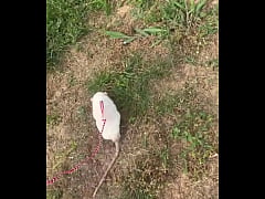 Play MP4 - Go walk your ts&excl;&excl; &lpar;or your dogs&rpar;