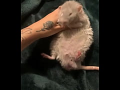 Play MP4 - literally this chonka rodent has no idea how much he helps my mental health