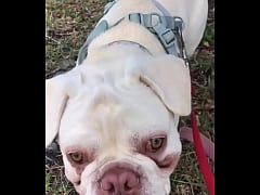 Play MP4 - WALKING DOG