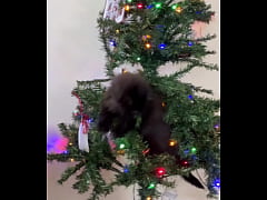 Play MP4 - Merry Christmas from the little terrorist