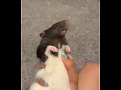 Play MP4 - Colby This rat is so full of personality I love him so much&quest; He&rsquo;s such a good rodent&excl;