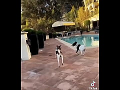 Play MP4 - Looking for girls to&period; Shoot Halloween stuff at this house Friday night&excl; My friend is leaving the country for a month and &period;&period;&period;