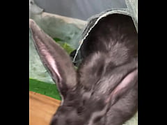 Play MP4 - Virtual bunny boop from Frank&period;